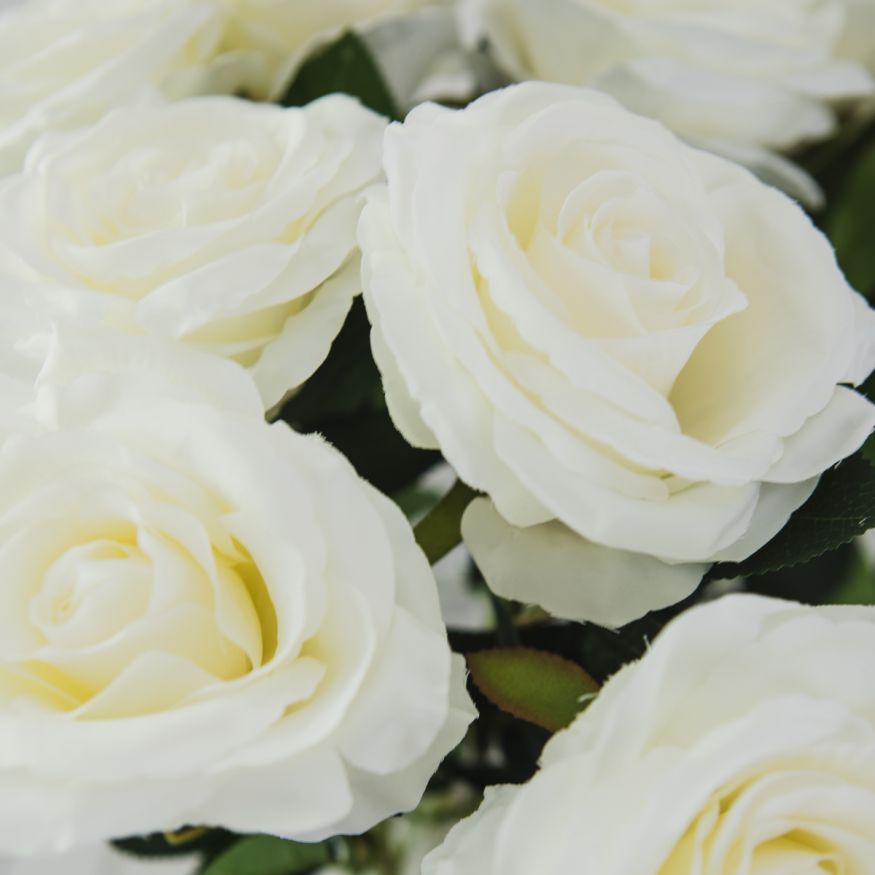 ROSA ABIERTA
